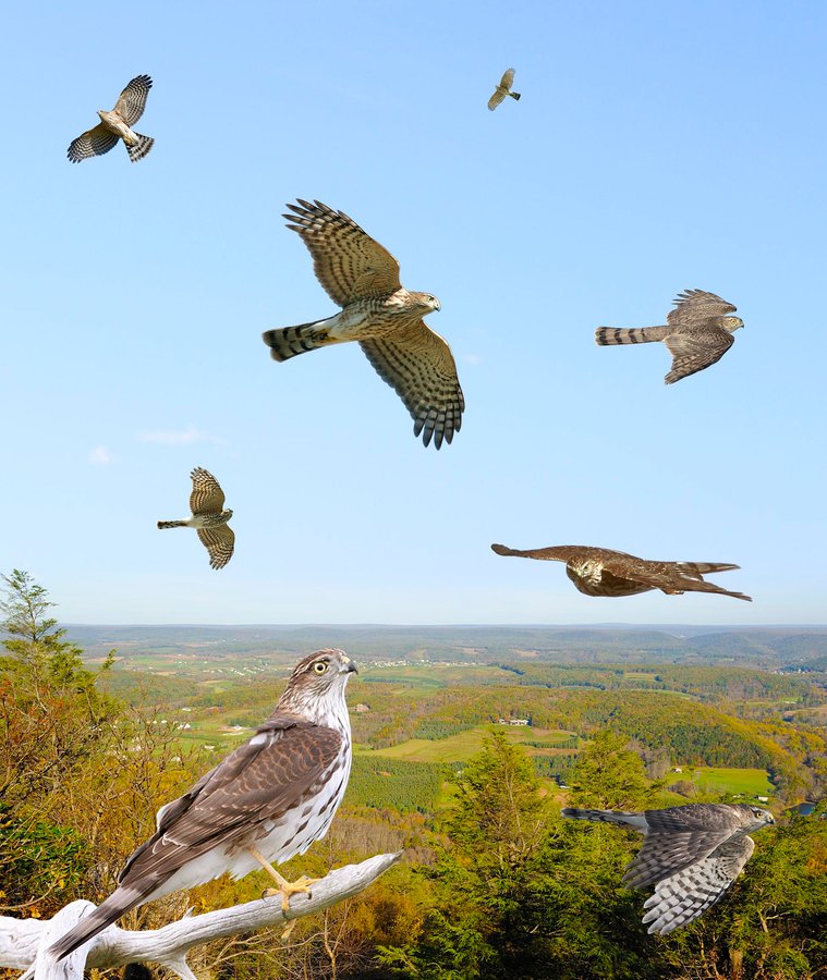 Sharp-shinned Hawk 3